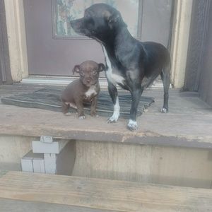 Meet your Posher, Troy